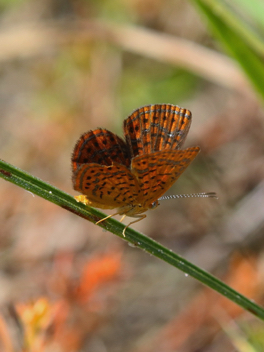 Little Metalmark